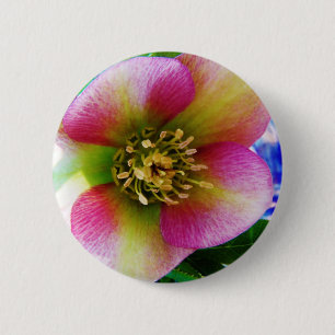 Pink Lenten Rose, Button