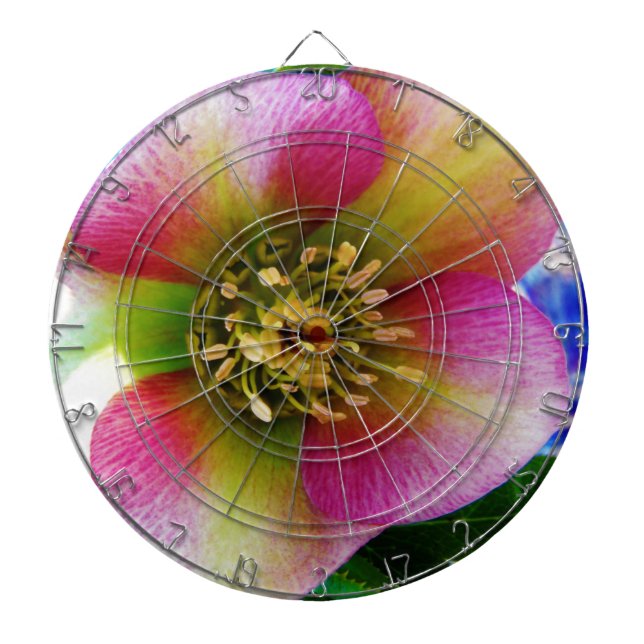 Pink Lenten Rose, Dartscheibe (vorne)