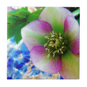 Pink Lenten Rose Fliese