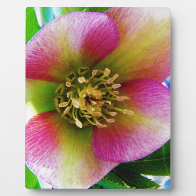 Pink Lenten Rose, Fotoplatte (Vorderseite)