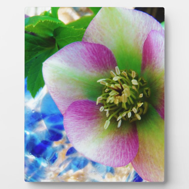 Pink Lenten Rose Fotoplatte (Vorderseite)