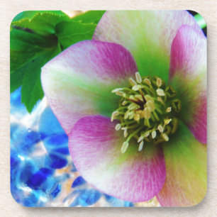 Pink Lenten Rose Getränkeuntersetzer