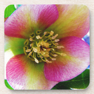 Pink Lenten Rose, Getränkeuntersetzer