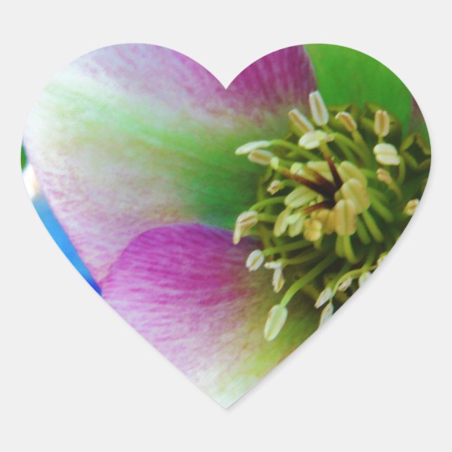 Pink Lenten Rose Herz-Aufkleber (Vorderseite)