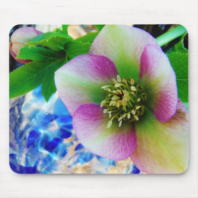 Pink Lenten Rose Mousepad (Vorne)