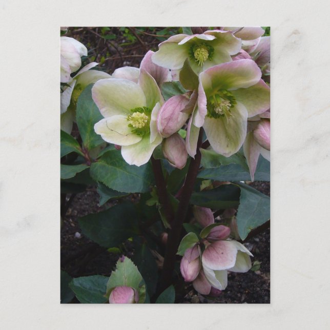 Pink Lenten Rose Postkarte (Vorderseite)