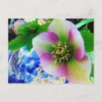 Pink Lenten Rose