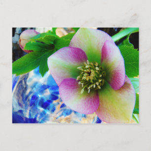 Pink Lenten Rose Postkarte