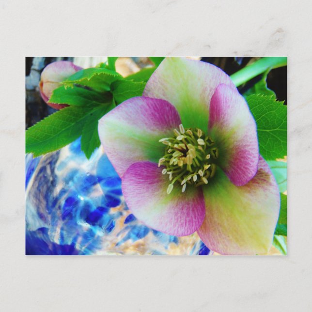 Pink Lenten Rose Postkarte (Vorderseite)