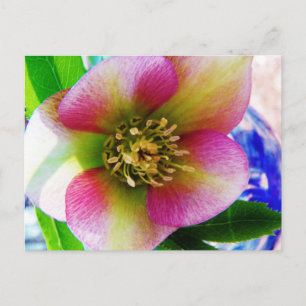 Pink Lenten Rose, Postkarte