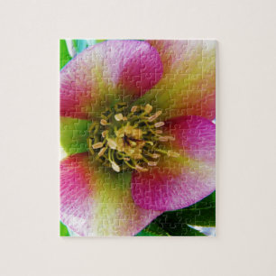 Pink Lenten Rose, Puzzle