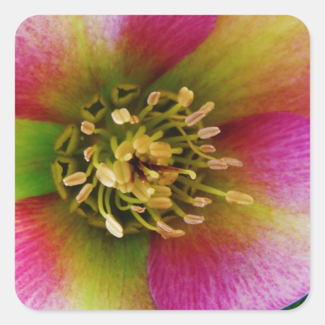 Pink Lenten Rose, Quadratischer Aufkleber (Vorderseite)