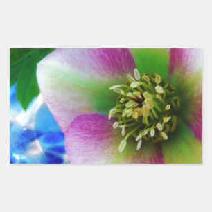 Pink Lenten Rose Rechteckiger Aufkleber