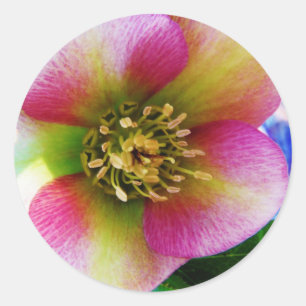 Pink Lenten Rose, Runder Aufkleber