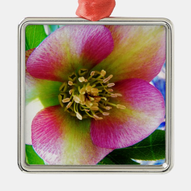 Pink Lenten Rose, Silbernes Ornament (Vorne)