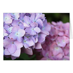 ©Pink & Light Lila Hydrangeas Blank