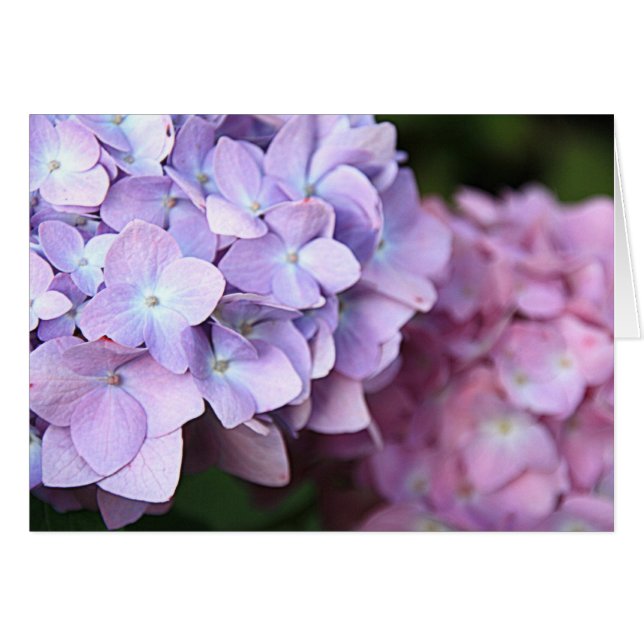 ©Pink & Light Lila Hydrangeas Blank (Vorderseite (Horizontal))