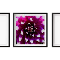 Pink Lila Dahlia Fotograf