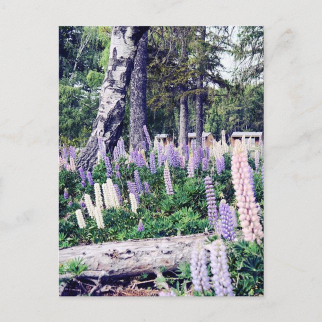 Pink Lila Lilac Lupins Neuseeland | Fotografie Postkarte (Vorderseite)