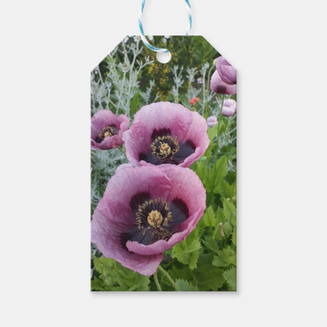 Pink Lila Poppies Mauve Lila Blume Geschenkanhänger (Vorderseite)