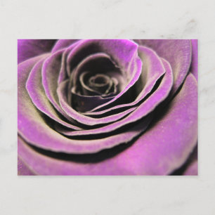 Pink Lilac Rose Postkarte