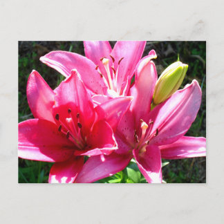 Pink Lilies in Bloom Postkarte