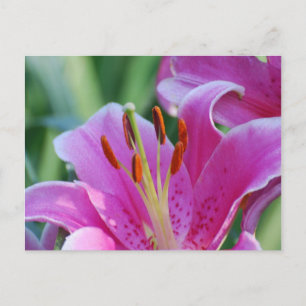 Pink Lilies Postcard Postkarte