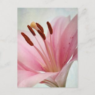 Pink Lilies Postkarte