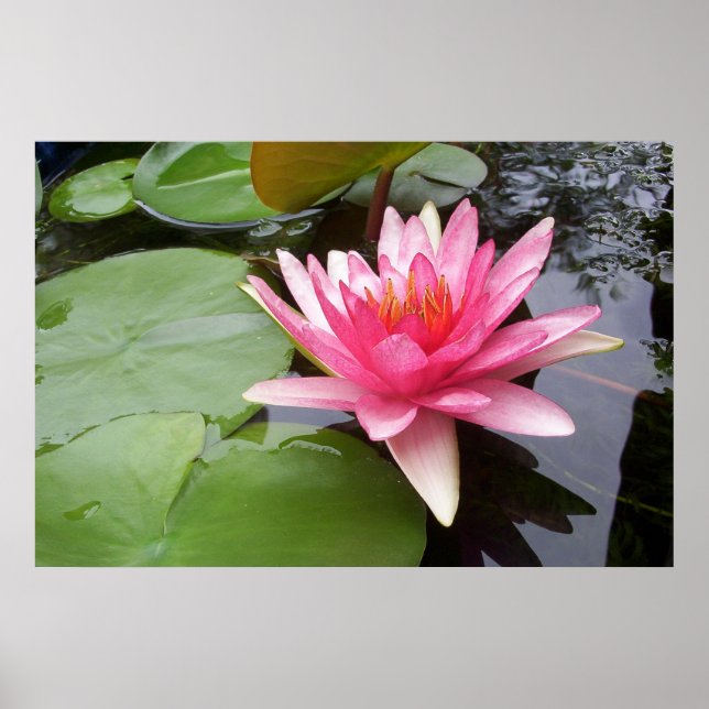 Pink Lilly in Pond Poster (Vorne)