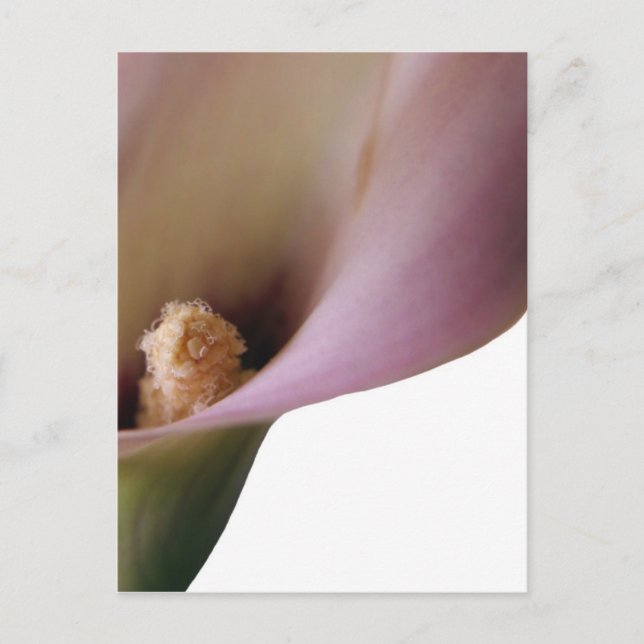 Pink Lilly Postcard Postkarte (Vorderseite)