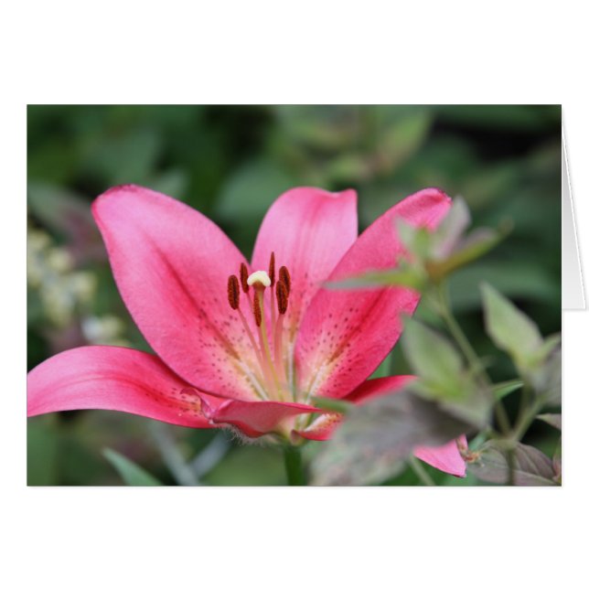 Pink Lily (Vorderseite (Horizontal))