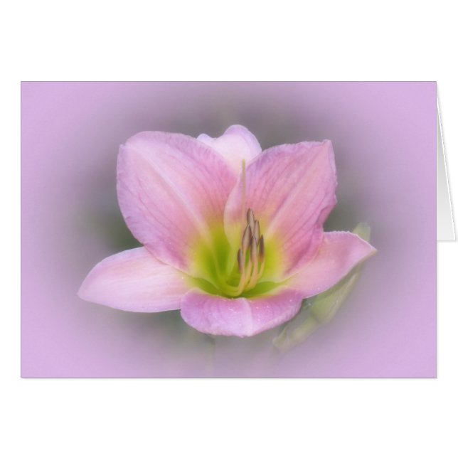Pink Lily (Vorderseite (Horizontal))