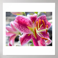 Pink Lily Blume Foto