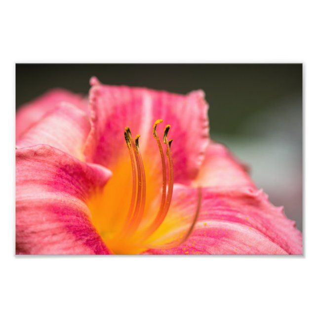 Pink Lily Blume Fotodruck (Vorne)