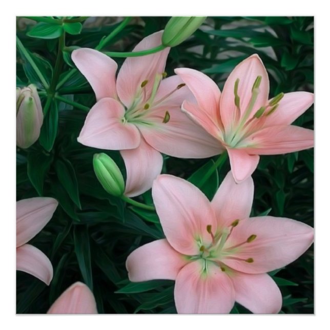 Pink Lily Blume Glossy Poster (Vorderseite)