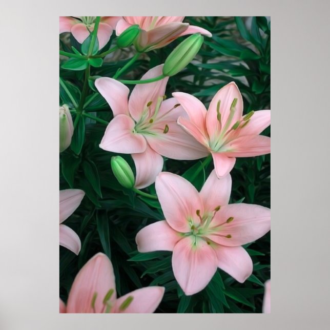 Pink Lily Blume Poster (Vorne)
