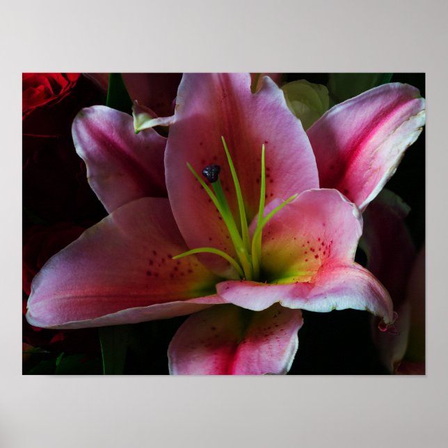 PINK LILY BLUME POSTER (Vorne)