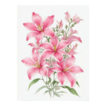 Pink Lily Blume