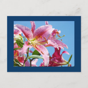 Pink Lily Blume Postkarten Blue Sky Botanic