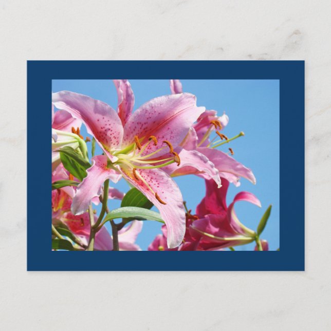 Pink Lily Blume Postkarten Blue Sky Botanic (Vorderseite)