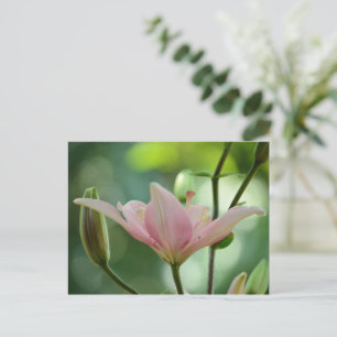 Pink Lily-Bokeh von Shirley Taylor Postkarte