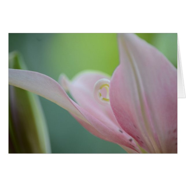 Pink Lily by Shirley Taylor (Vorderseite (Horizontal))