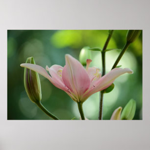 Pink Lily by Shirley Taylor Poster