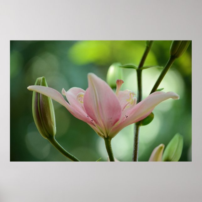 Pink Lily by Shirley Taylor Poster (Vorne)