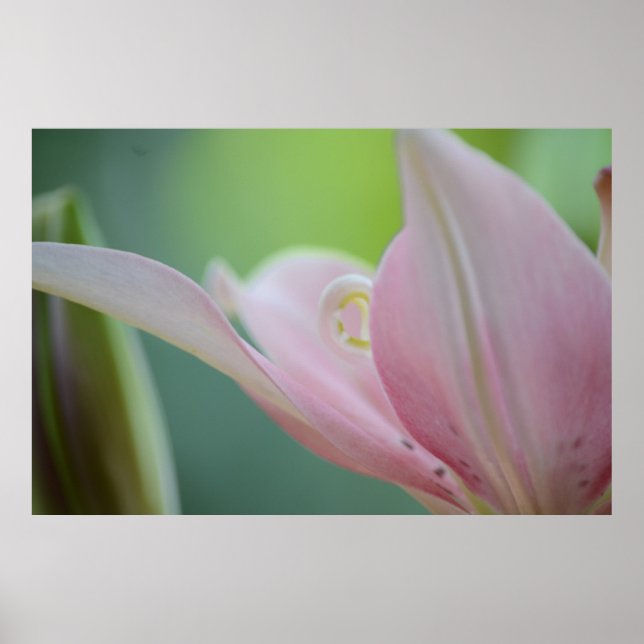 Pink Lily by Shirley Taylor Poster (Vorne)