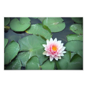 Pink Lily Pad Blume auf Pond Fotodrucken Fotodruck