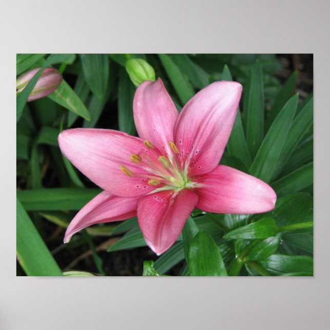 Pink Lily Poster (Vorne)