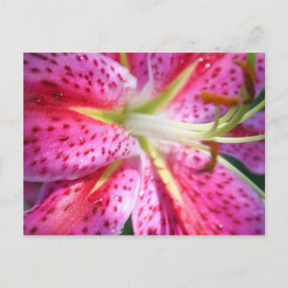 Pink Lily Postkarte