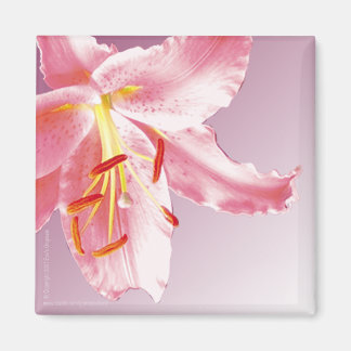 PINK LILY Sq Magnet