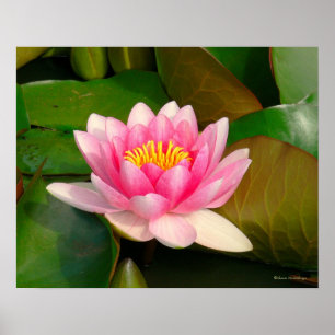 "PINK LOTUS BLOSSOM AMID LILY PADS"/FOTOGRAFIE POSTER
